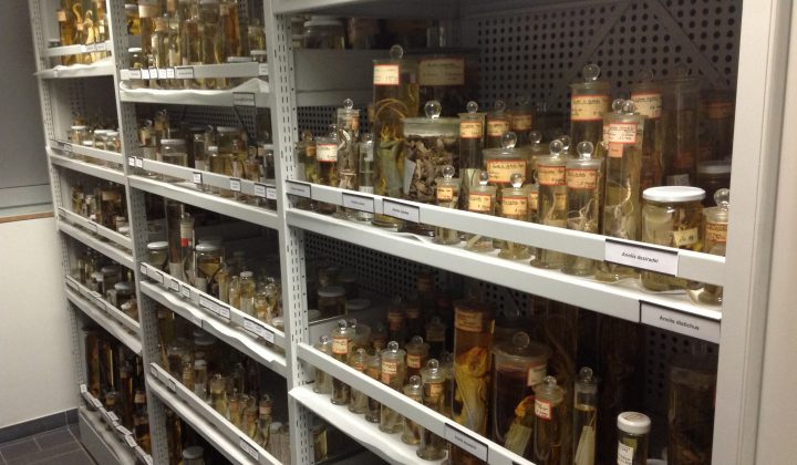 Herpetologie Sammlung