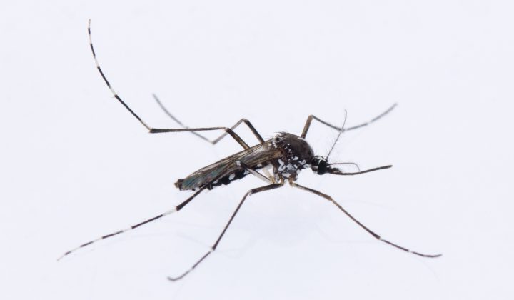 SBiKF_AG_Klimpel_Aedes albopictusfemale
