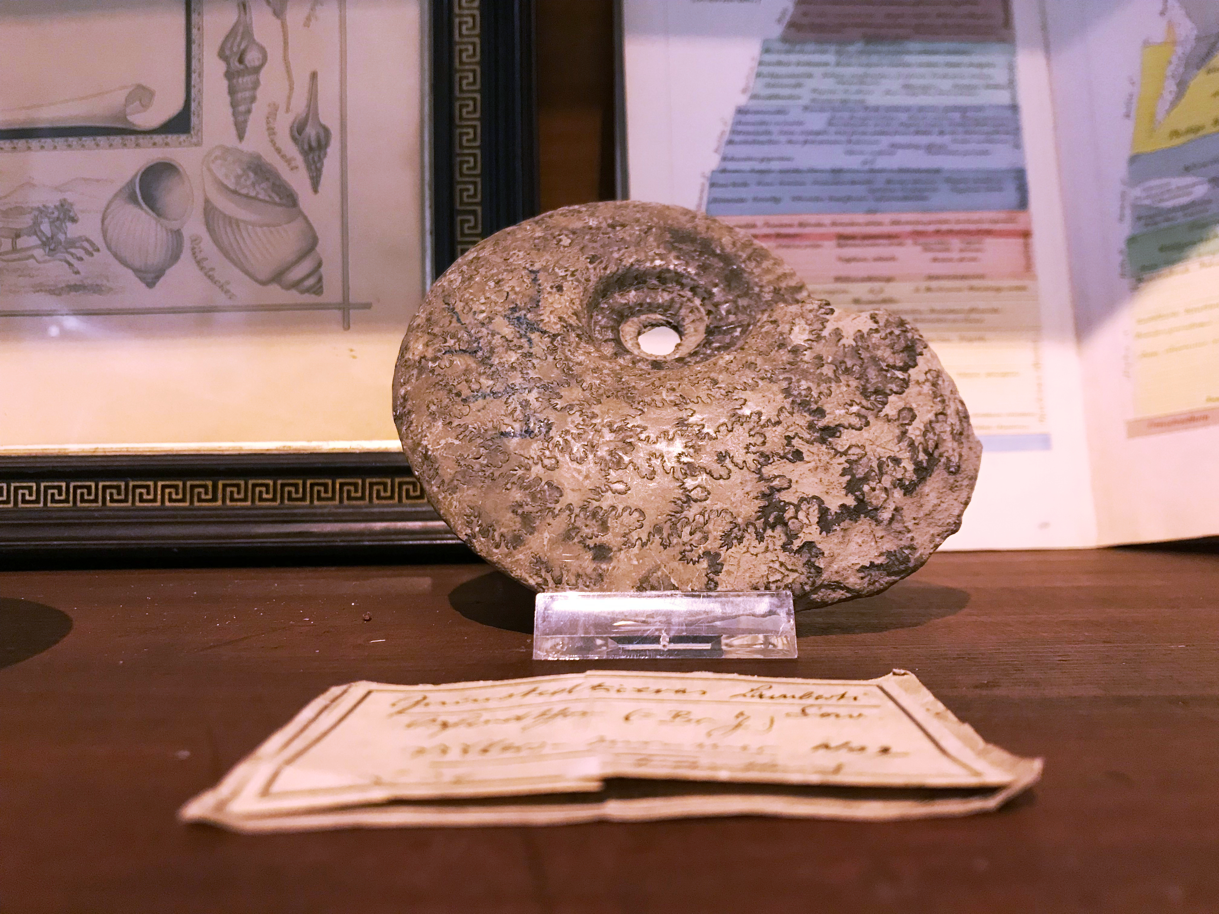 Fossil in Ausstellung