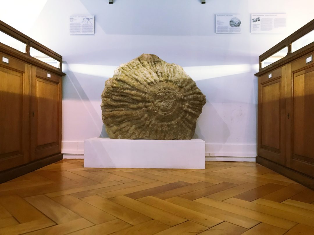 Großes Fossil in Ausstellung