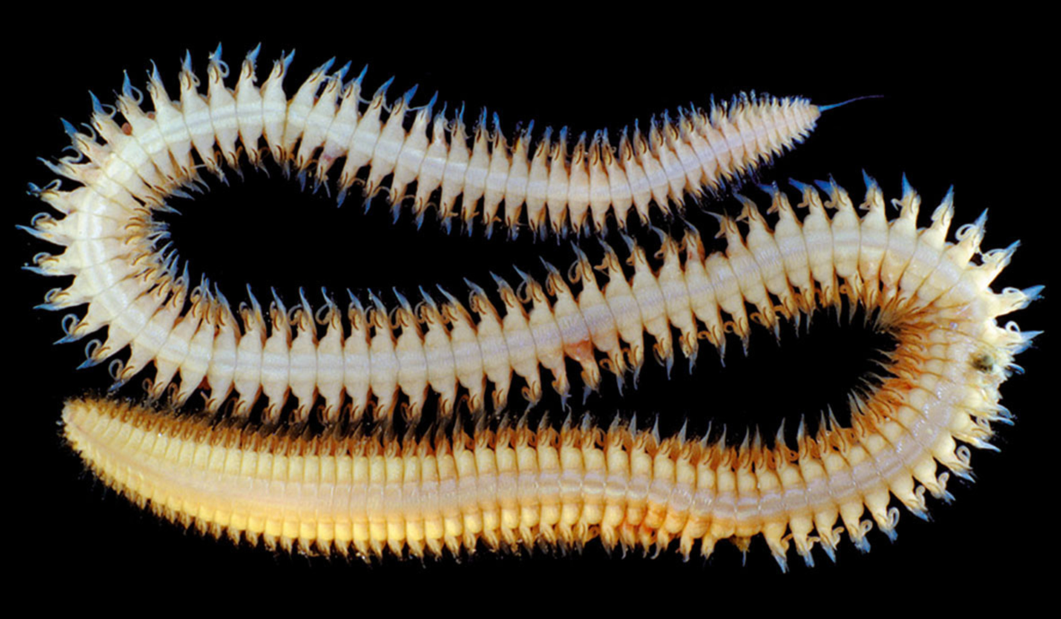 Червь сканворд. Многощетинковые черви многощетинковые черви. Морские многощетинковые черви. Многощетинковые морские черви полихеты. Морские многощетинковые черви морская мышь.