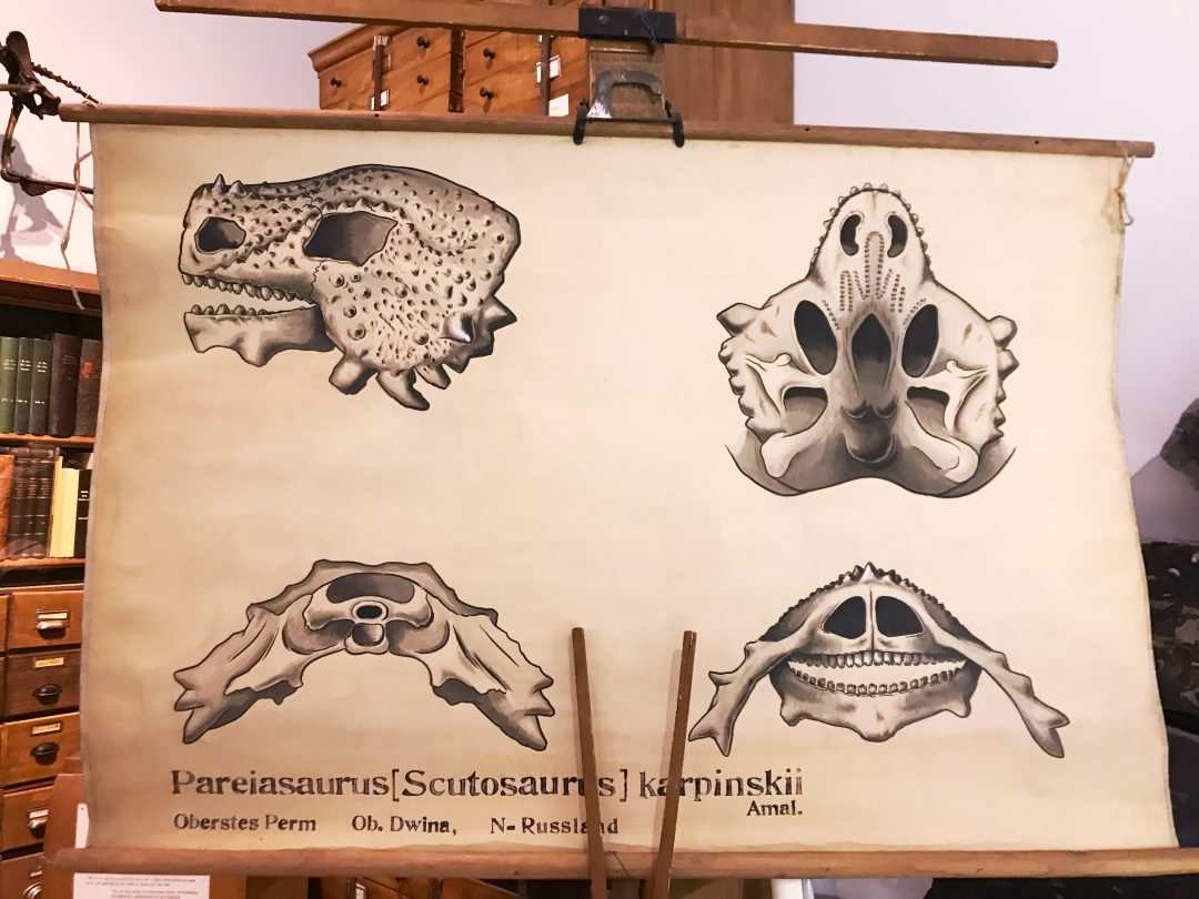 Plakat/ Poster Pareisaurus in Ausstellung
