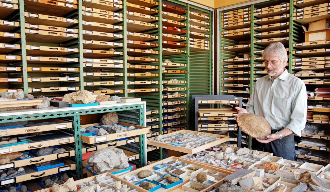Sammlung fossile Cnidaria Dr. Eberhard Schindler