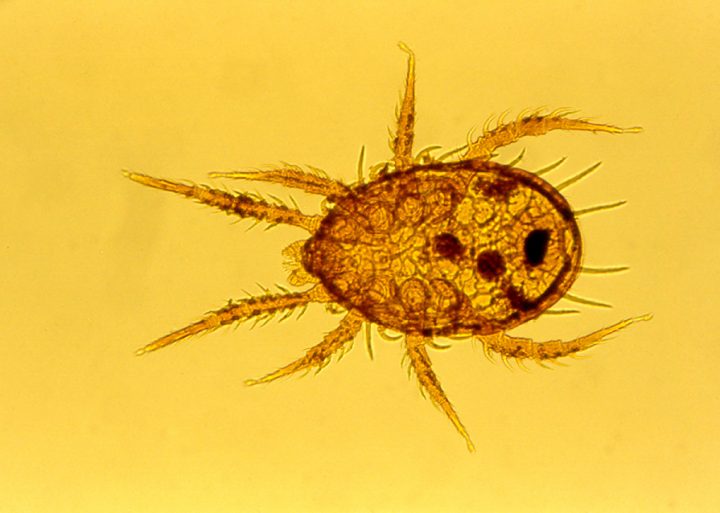 Spinne Ameroseius corbiculus_klein