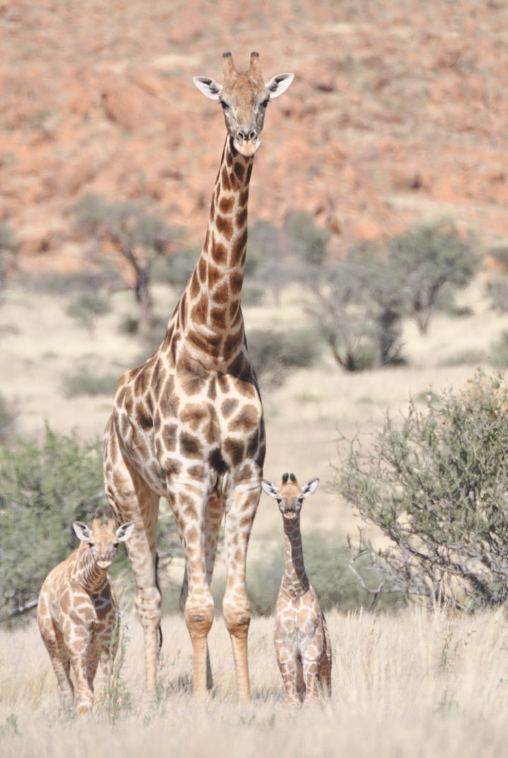 4 verschiedene Giraffenarten