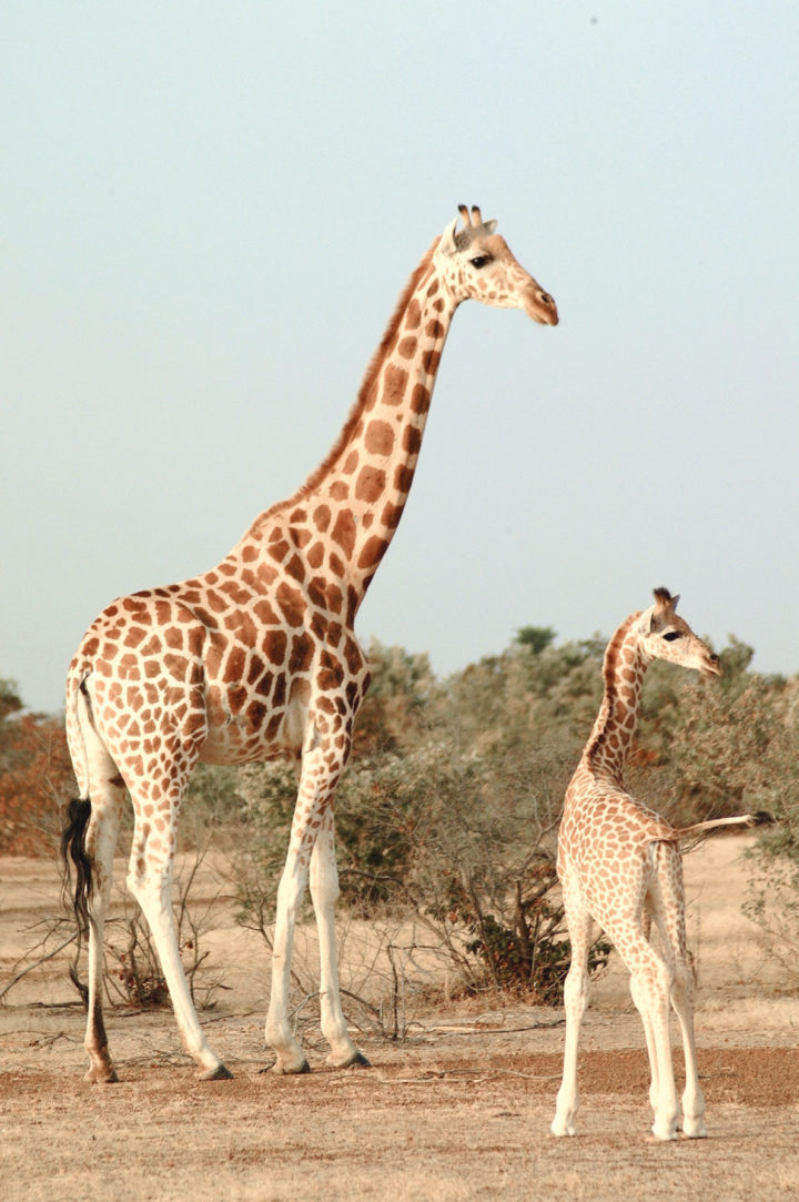 4 verschiedene Giraffenarten