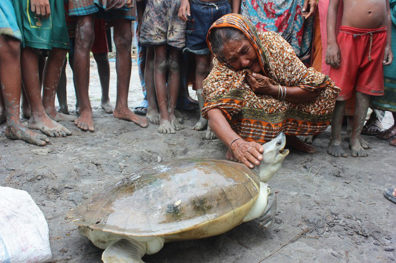 Batagur Schildkröte Weibchen mit Frau