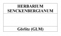 Herbarium Senckenbergianum Logo_Görlitz