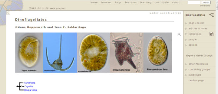 Meeresbotanik ToLweb dinos Hausseite