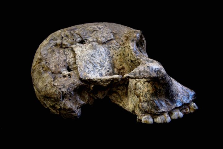 PM Australopithecus 15.07.2019
