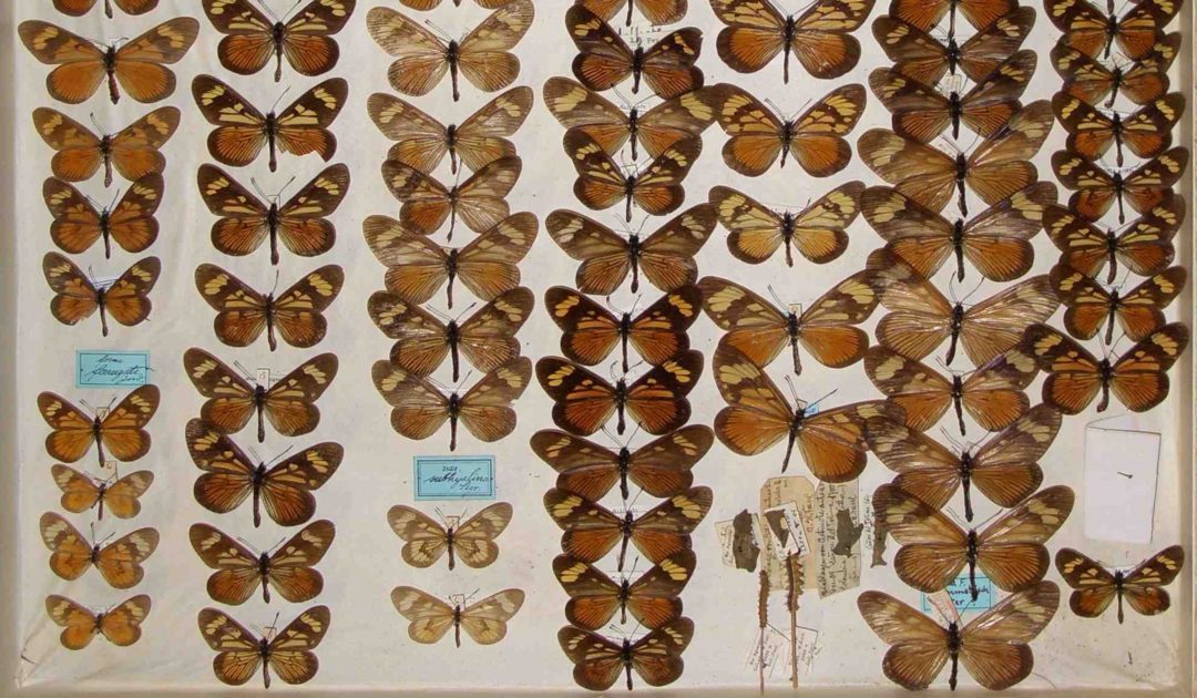 Sammlung Lepidoptera