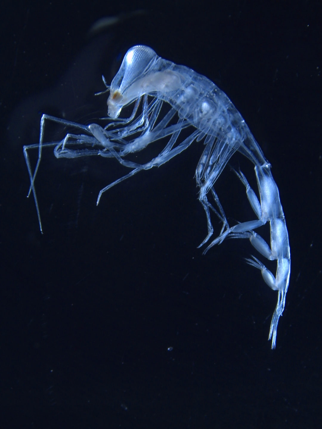 Planktonic amphipod Phronimella sp. from the South Atlantic