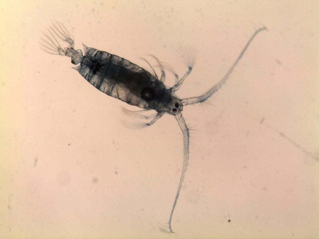 Planktonic diaptomoid copepod from the South Atlantic