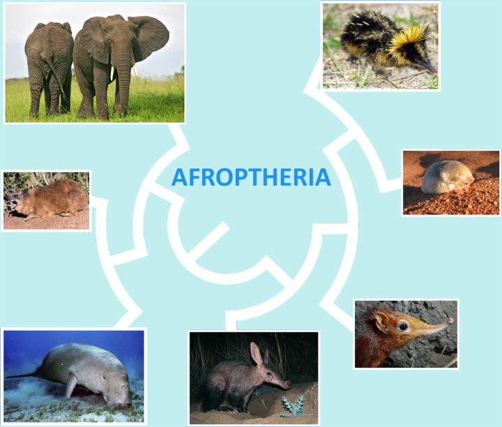 Die Afrotheria: ~80 Arten,die ein Drittel der evolutionäre Diversität der Säugetiere darstellen.