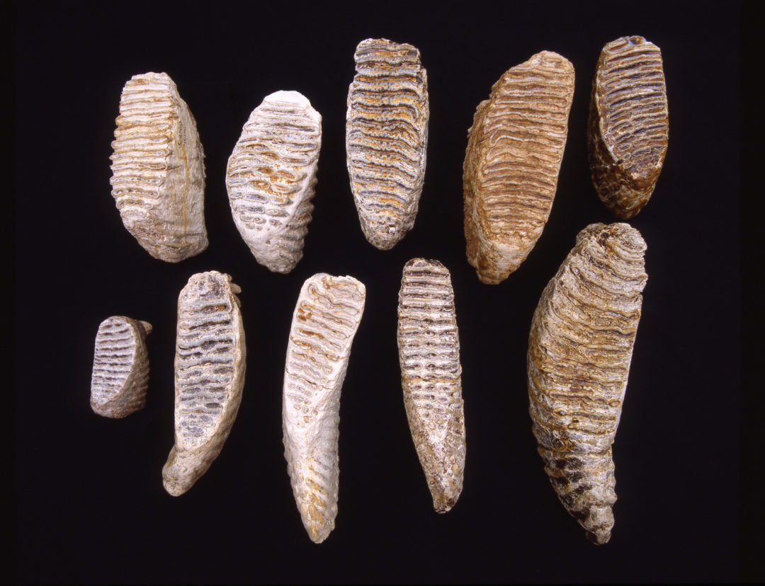 fossile Molare