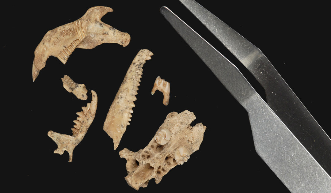 fossile Kleinsäugerkieferknochen mit Zähnen und Pinzette als Maßstab aus der Sammlung der Abteilung Quartärpaläontologie Weimar