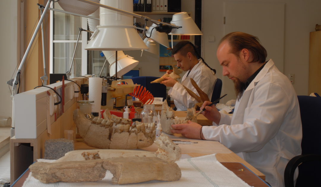 Blick ins Präparationslabor der Abteilung Quartärpaläontologie Weimar mit zwei Präparatoren bei ihrer Arbeit