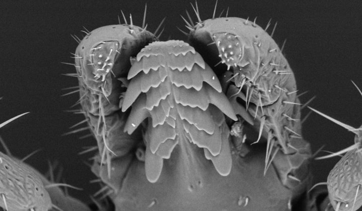 Stechapparat einer männlichen Zecke (Holzbock) Ixodes ricinus, Aufnahme mit dem Rasterelektronenmikroskop, A.Weck-Heimann