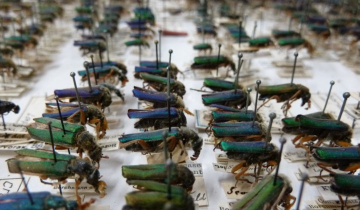 Käfer Sammlung