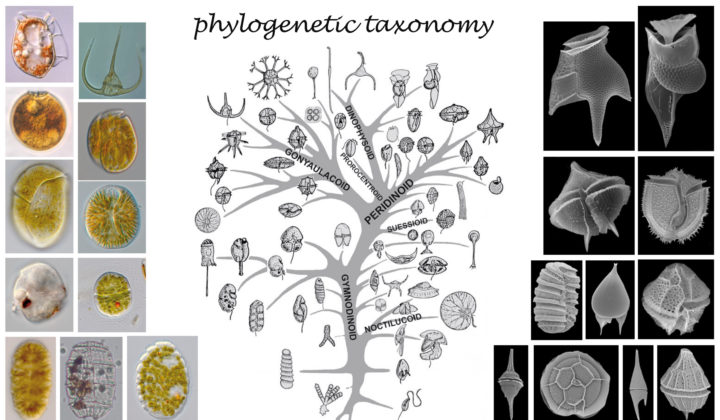 Meeresbotanik phylogenetic taxonomy