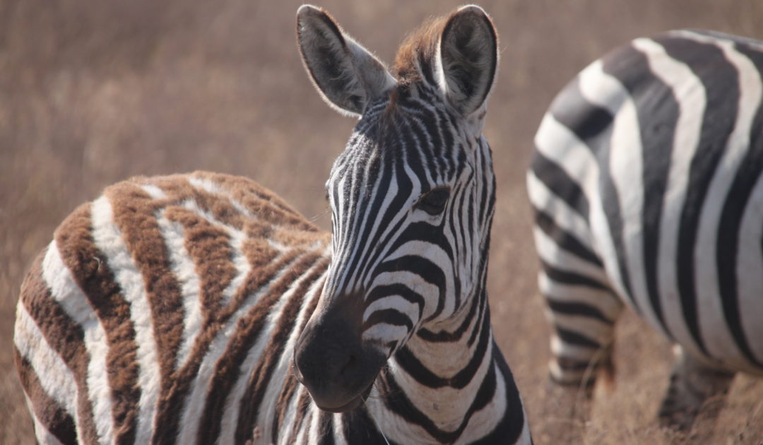 Abbildung Zebras