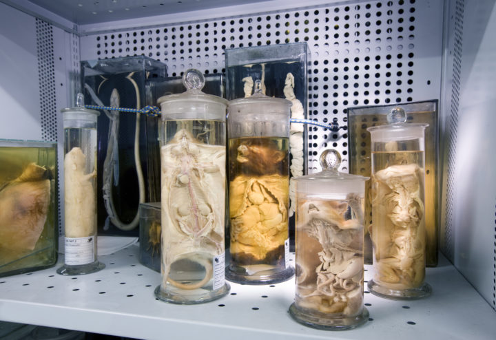 Mammalogie Sammlung