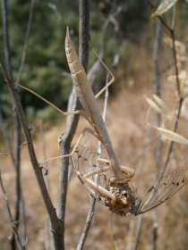 Insekt des Jahres 2017 - Gottesanbeterin (Mantis religiosa): Nymphe beim Verzehr einer Singzikade.
