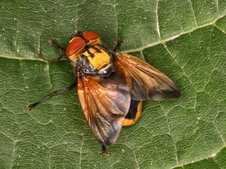 IdJ - Insekt des Jahres 2014