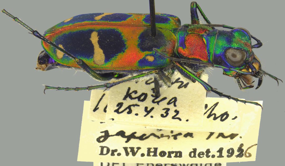 SDEI Müncheberg: Kustodiat Coleoptera