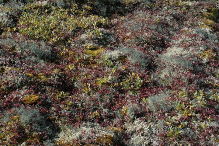 Zwergstrauchheide mit Alectoria nigricans (graugrün) und Flavocetraria nivalis (gelbgrün)