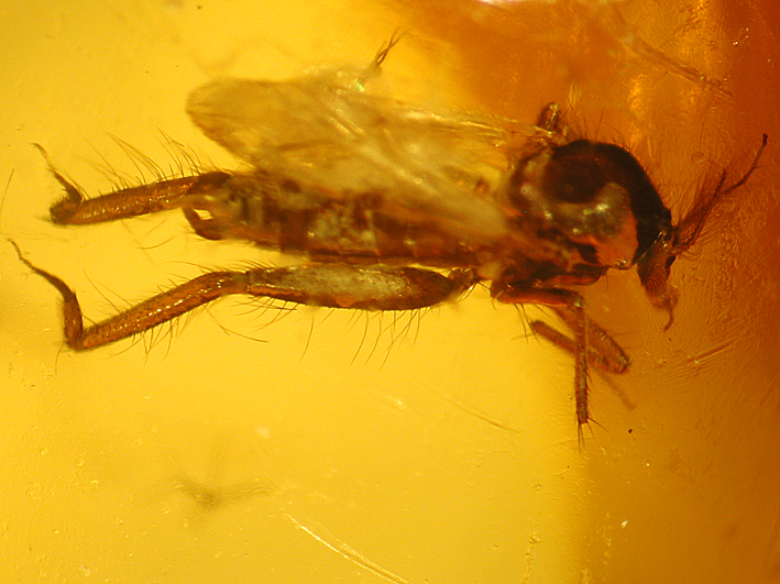 Monohelea clunipes (Loew)