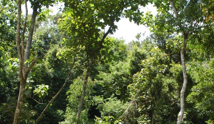 Regenwald Costa Rica