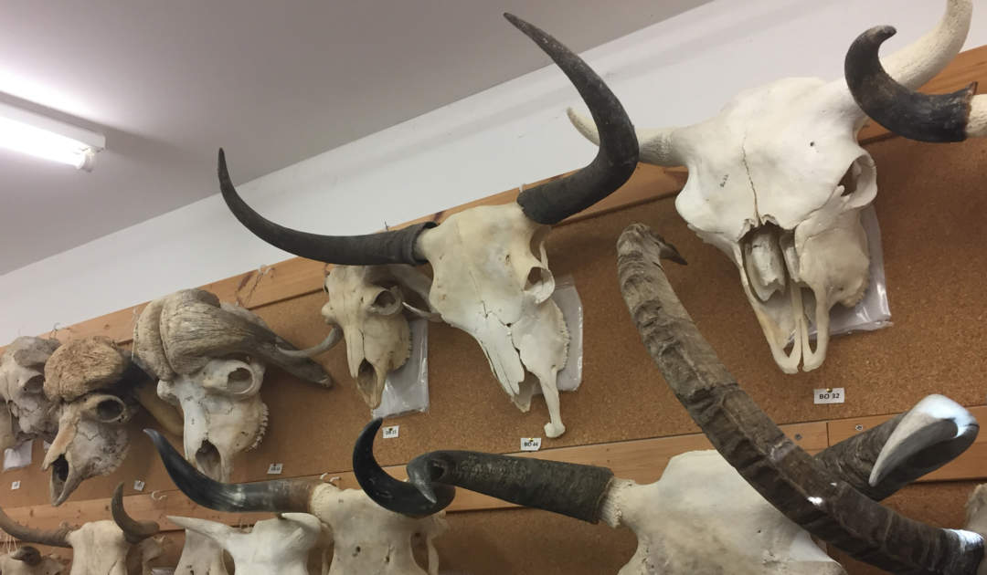 Compact shelving of ungulates in the SHEP Zooarchaeology collection at the University of Tubingen
