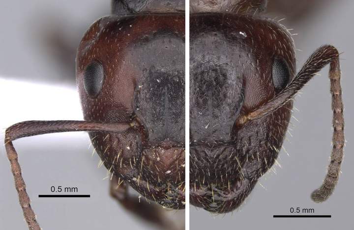 Camponotus lateralis dimorphism head