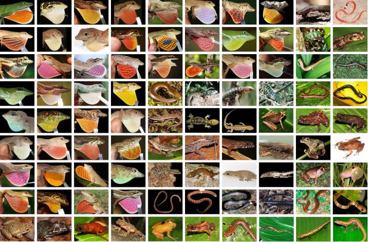 Einige der von Köhler et al. neu beschriebenen Amphibien- und Reptilienarten