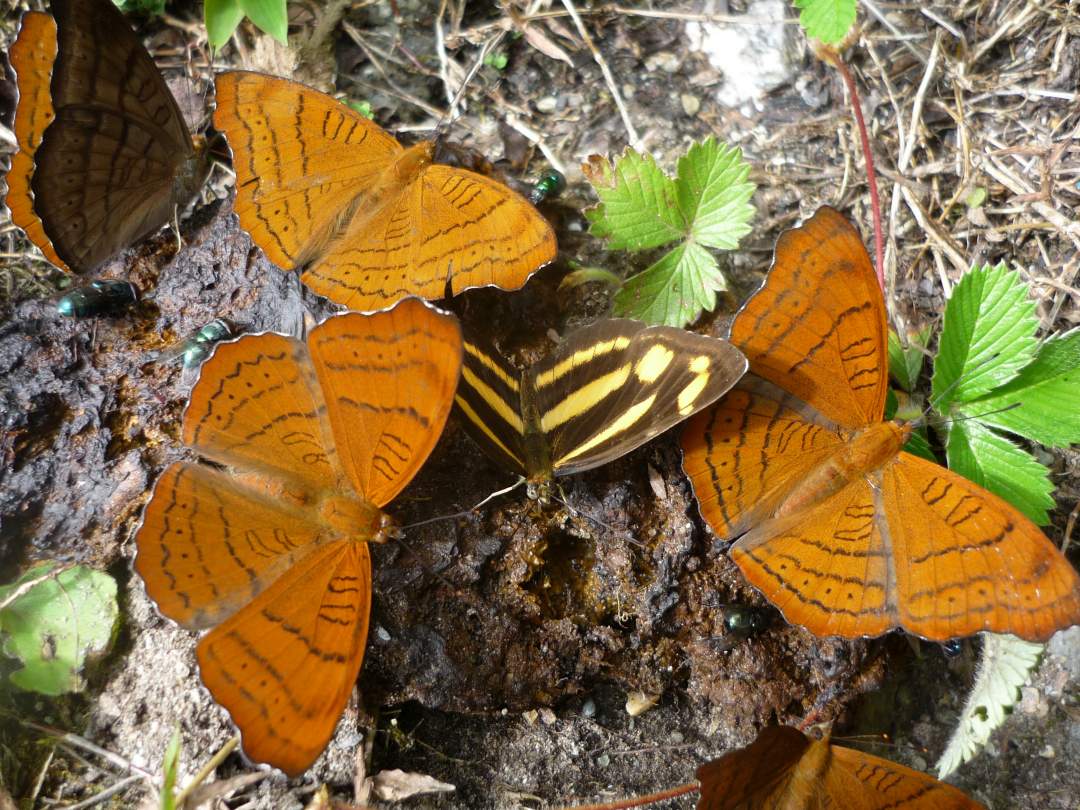 SDEI Kustodiat Lepidoptera, Schmetterlinge an Dunghaufen, 2009, China