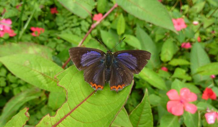 SDEI Kustodiat Lepidotptera: Schmetterling auf Blatt, Taiwan 2011.