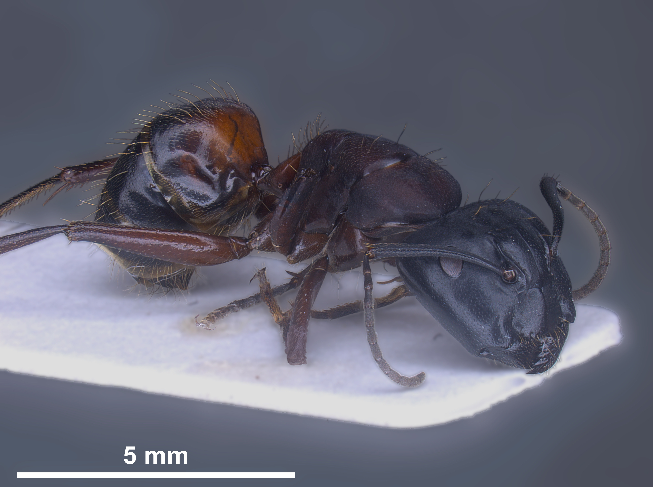 Hybrid worker Camponotus herculeanus × ligniperda