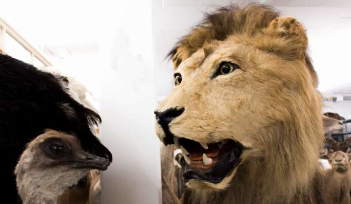 Löwe in der Sammlung der Mammalogie Dresden