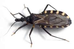 PM: Chagas-Wanzen finden auch in Europa geeignete klimatische Bedingungen
