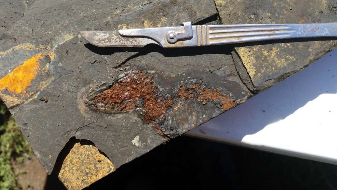 Über den Tod hinaus – Entdeckung und Präparation eines Fossils aus der Grube Messel