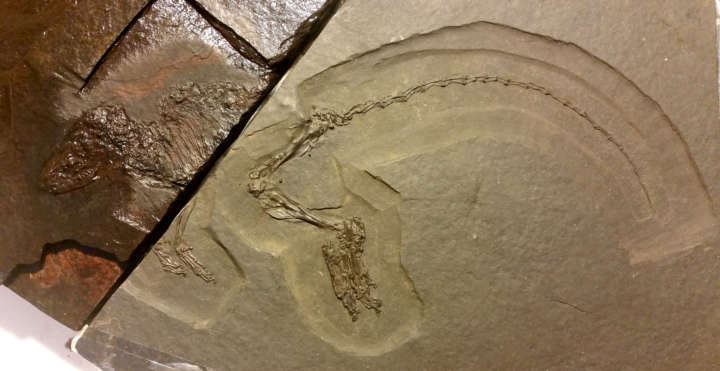 Über den Tod hinaus – Entdeckung und Präparation eines Fossils aus der Grube Messel
