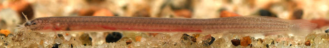 Das einzige unterirdisch lebende Dornauge, Pangio bhujia, wurde erst 2019 beschrieben. Ichthyologie Dresden