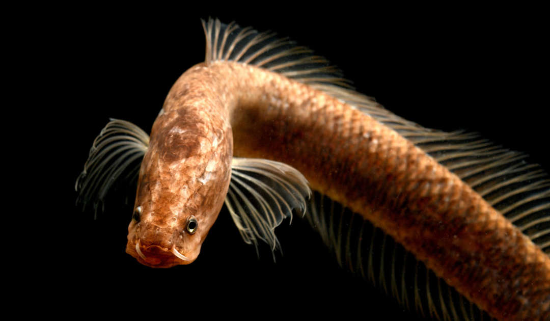 Der erst 2019 in Kerala entdeckte Gollum Schlangenkopffisch Aenigmachanna gollum. Ichthyologie Dresden
