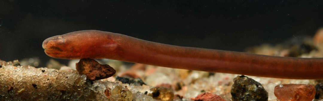 The blind swamp eel Monopterus digressus inhabits subterranean aquifers in Kerala. Ichthyology Dresden