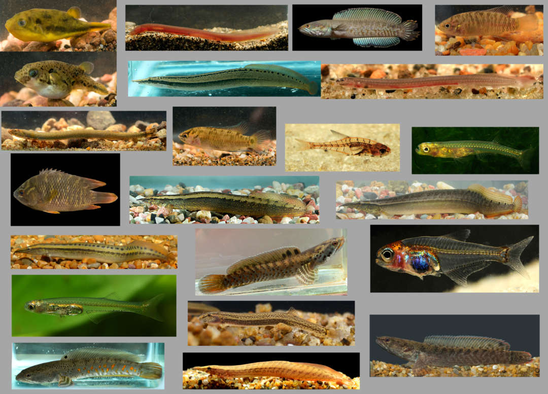 Eine Auswahl der mehr als 70 zwischen 1999 und 2020 wissenschaftlich neu beschriebenen Süßwasserfischarten. Ichthyologie Dresden