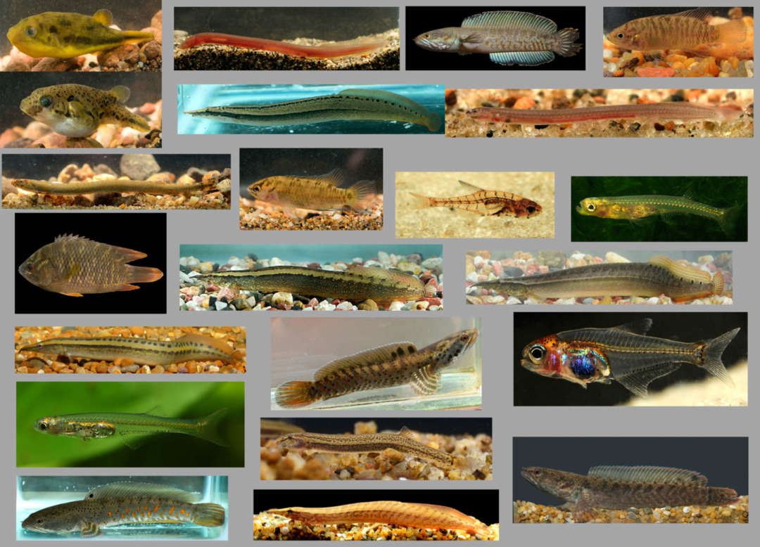 A selection of the more than 70 freshwater fish species scientifically described between 1999 and 2020. Ichthyology Dresden