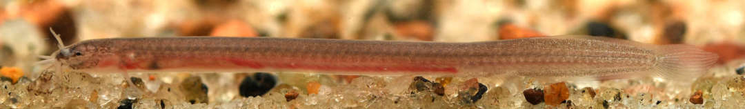 The only subterranean eel loach, Pangio bhujia, scientifically known only since 2019. Ichthyology Dresden