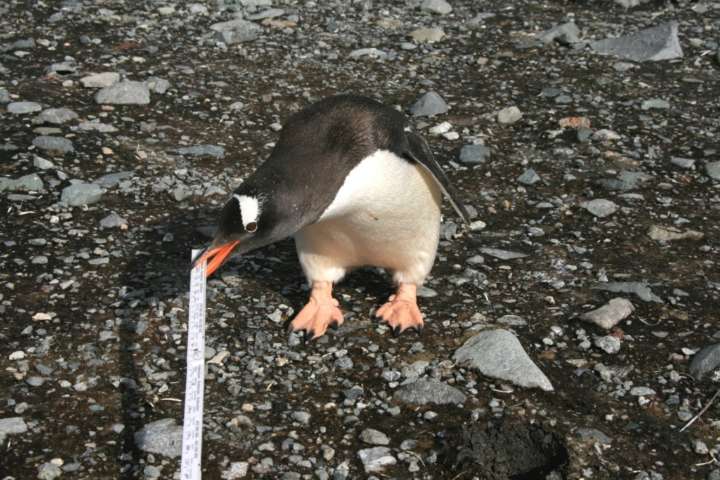 Petermann Island Pinguin_klein