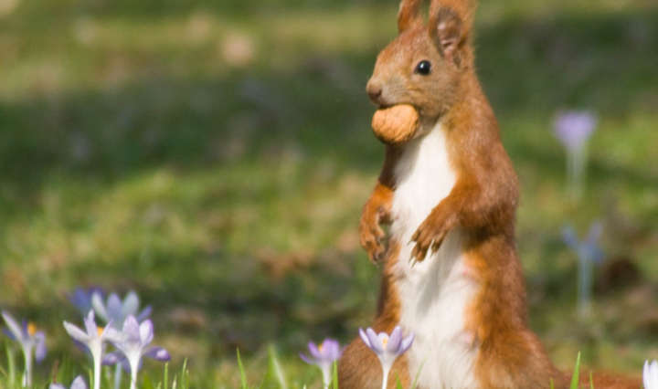 Eichhörnchen Frühjahr Programm SMNG 2020